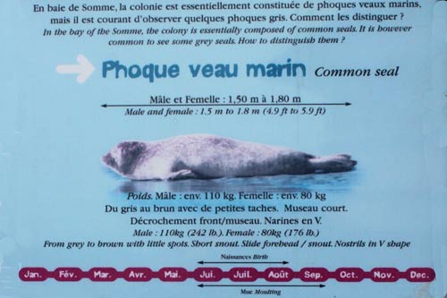 Berck-sur-Mer - une mouette img_0709