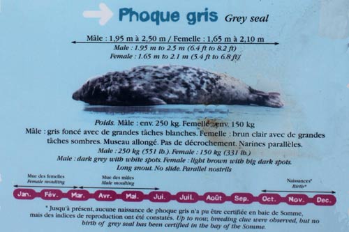 Berck-sur-Mer - une mouette img_0709