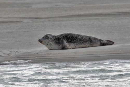 Berck-sur-Mer - phoque Veau marin img_0616