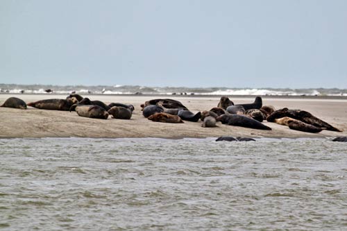 Berck-sur-Mer - colonie de phoques gris img_0619