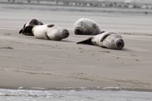 Berck-sur-Mer - des Veaux Marins img_0621