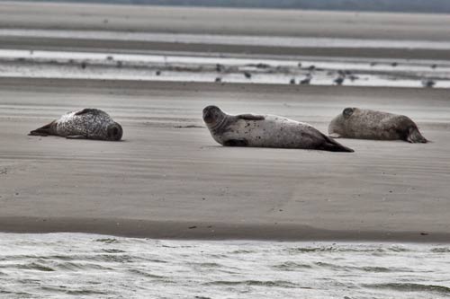 Berck-sur-Mer - des Veaux Marins img_0624