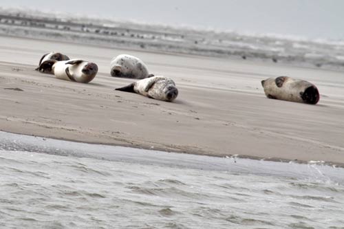 Berck-sur-Mer - des Veaux Marins img_0632