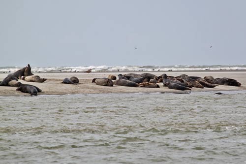 Berck-sur-Mer - les phoques gris img_0643