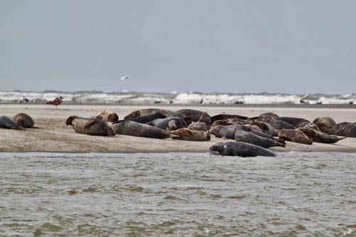 Berck-sur-Mer - les phoques gris img_0645
