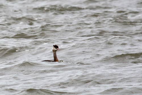 Berck-sur-Mer - Grèbe huppé img_0647