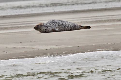 Berck-sur-Mer img_0650