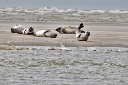 Berck-sur-Mer img_0651