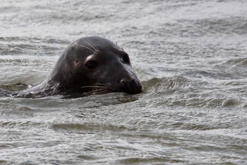 Berck-sur-Mer - un phoque gris img_0671