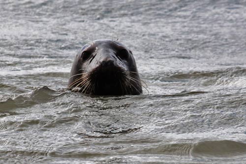 Berck-sur-Mer - un phoque gris img_0672