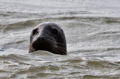 Berck-sur-Mer - un phoque gris img_0674