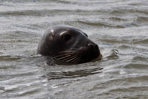 Berck-sur-Mer - un phoque gris img_0676