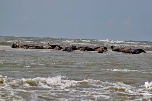 Berck-sur-Mer - colonie de phoques gris img_0687