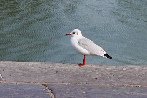 Berck-sur-Mer - une mouette img_0709