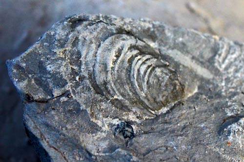 Cap Blanc Nez img_0588