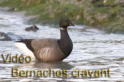 les Bernaches cravant Video