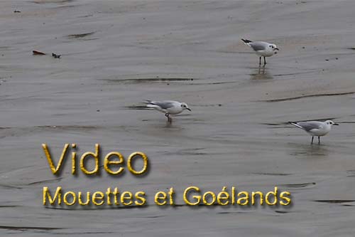 les mouettes Video les mouettes