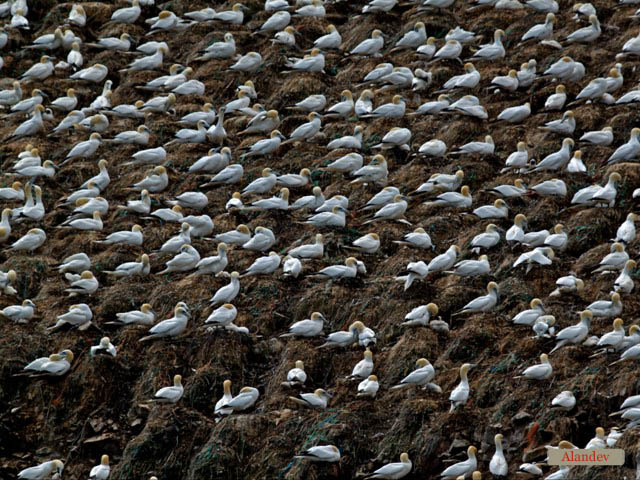 La réserve des Fous de Bassan