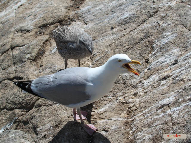 le Goeland et son petit