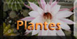 plantes