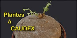 Plantes à caudex