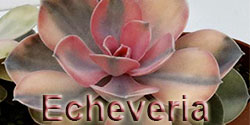 echeveria