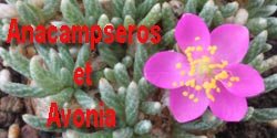 anacampseros
