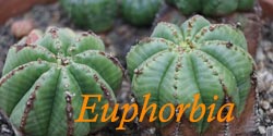 Euphorbia