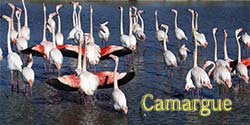 camargue