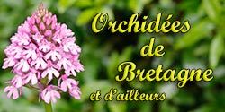 Orchidées sauvages