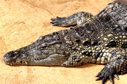 crocodile