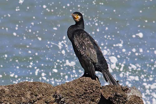 Grand Cormoran img_05136