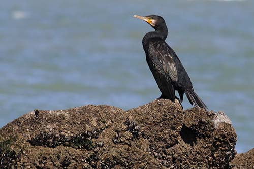 Grand Cormoran img_05151
