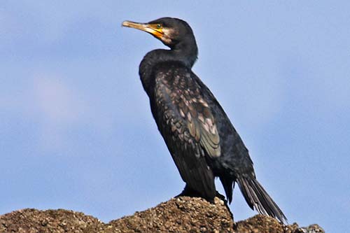 Grand Cormoran img_05154