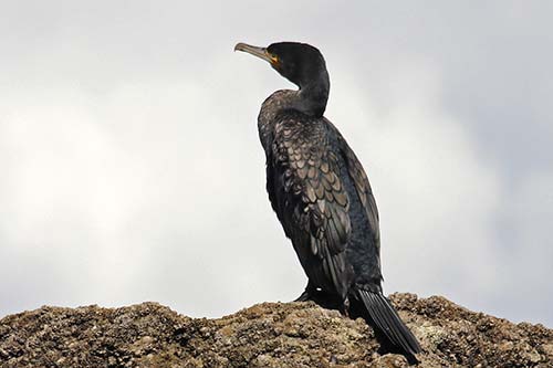 Grand Cormoran img_05213