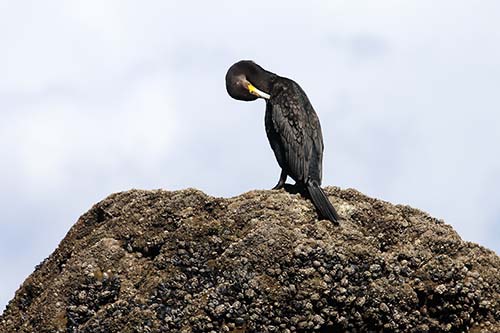 Grand Cormoran img_05257