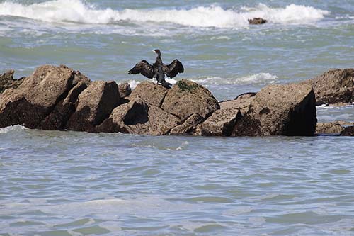 Grand Cormoran img_05287