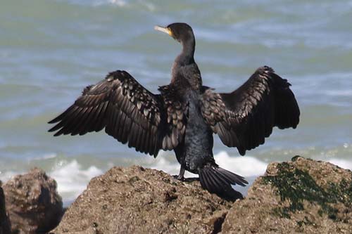 Grand Cormoran img_05287a