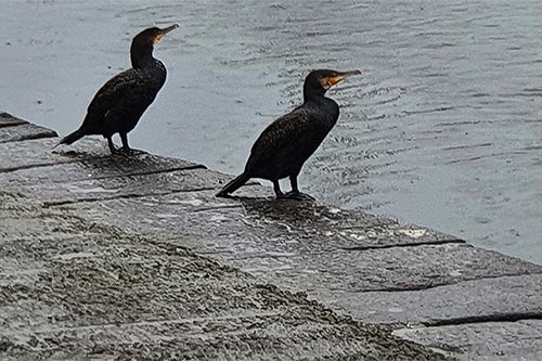 Grand Cormoran p165352