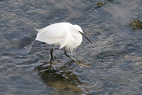 aigrette garzette img_0669