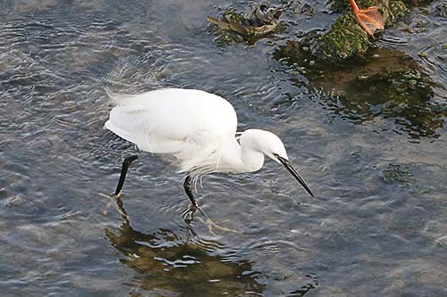aigrette garzette img_0670