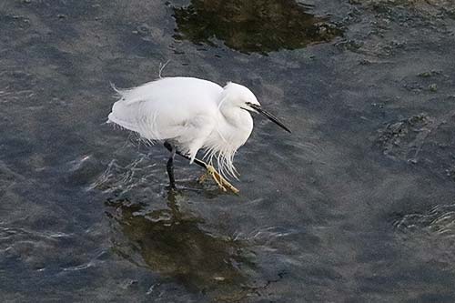 aigrette garzette img_0673