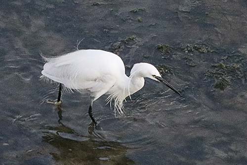 aigrette garzette img_0674