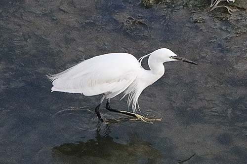 aigrette garzette img_0679