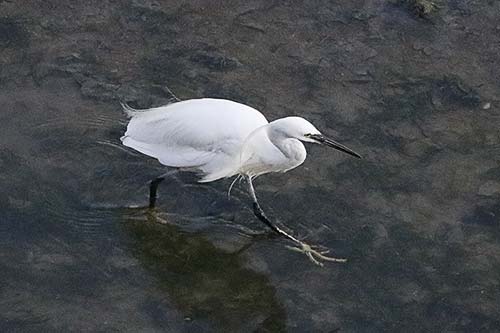 aigrette garzette img_0680