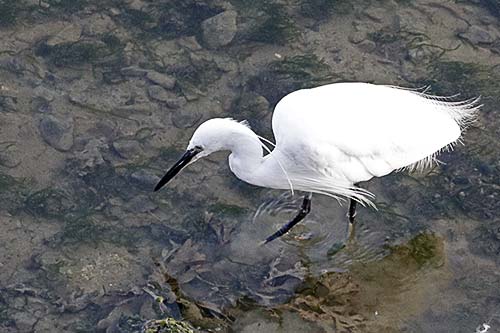 aigrette garzette img_0686