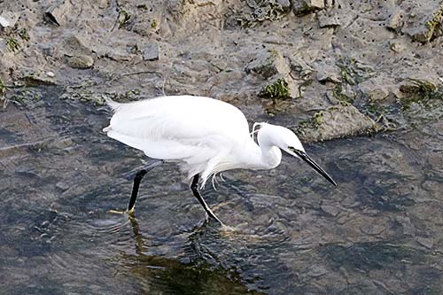 aigrette garzette img_0690