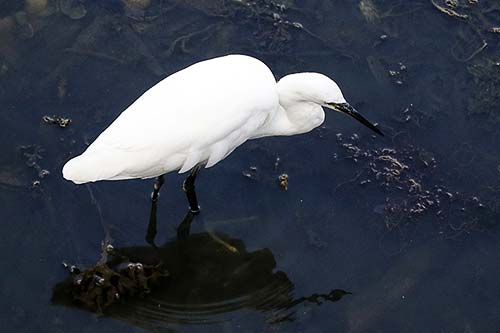 aigrette garzette img_0713