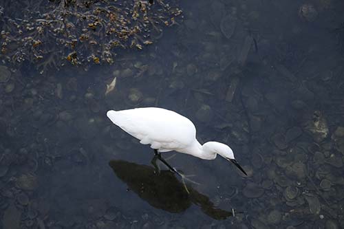 aigrette garzette img_0717