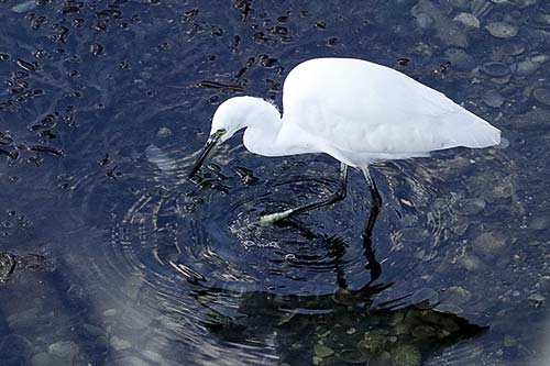 aigrette garzette img_0728